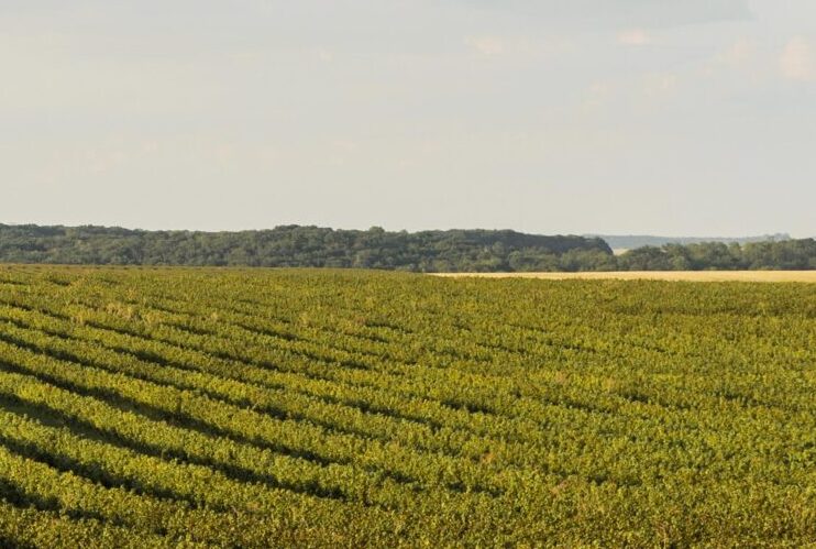 vista-frontal-paisaje-vegetacion-cielo-despejado